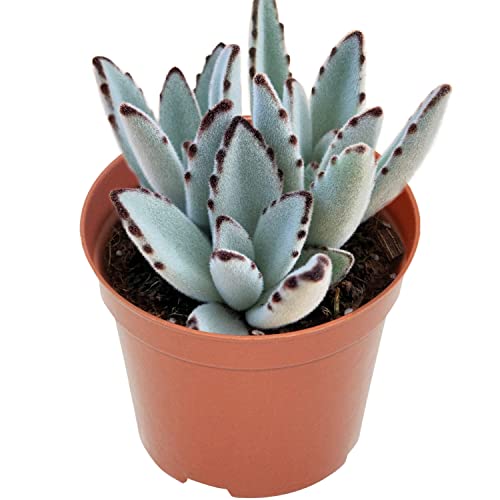 4-inch Succulent Panda Plant, Live Succulents Plants Fully Rooted in ...