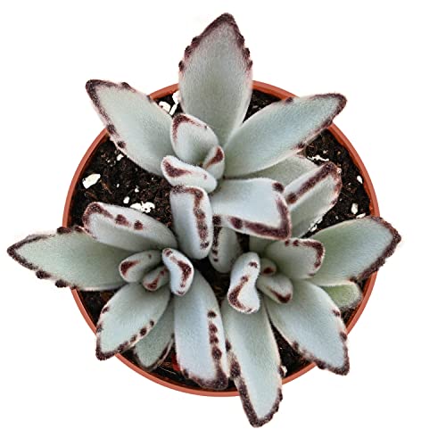 Sprout N Green Kalanchoe Tomentosa Panda Plant with 4 inch ...