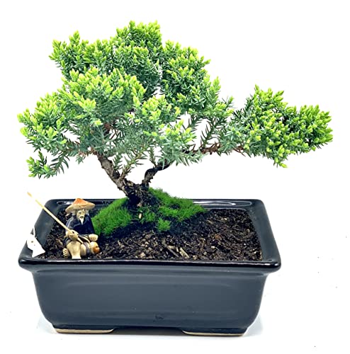 Live Dwarf Juniper Bonsai Tree About 6 Years Old with ...